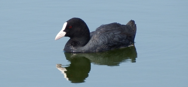 オオバンってどんな鳥 生態や分布について７つのポイント 世界の鳥の生態図鑑