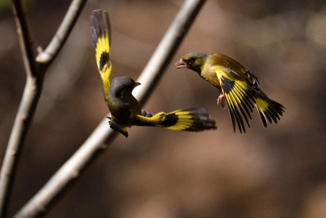 カワラヒワの生態 雛の特徴や鳴き声等10つのポイント 世界の鳥の生態図鑑