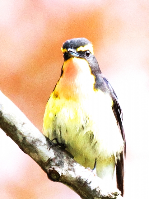 キビタキってどんな鳥 鳴き声や生態など9つのポイント 世界の鳥の生態図鑑