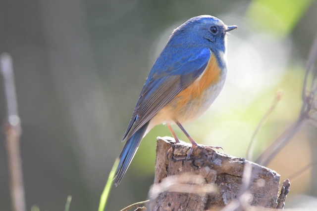 ルリビタキの生態 生息地や鳴き声等10つのポイント 世界の鳥の生態図鑑