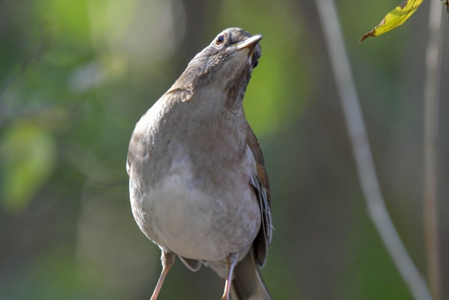 シロハラの生態 鳴き声や似た鳥等7つのポイント 世界の鳥の生態図鑑