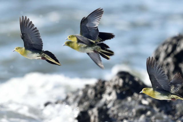 アオバトの生態 生息地や鳴き声等9つのポイント 世界の鳥の生態図鑑