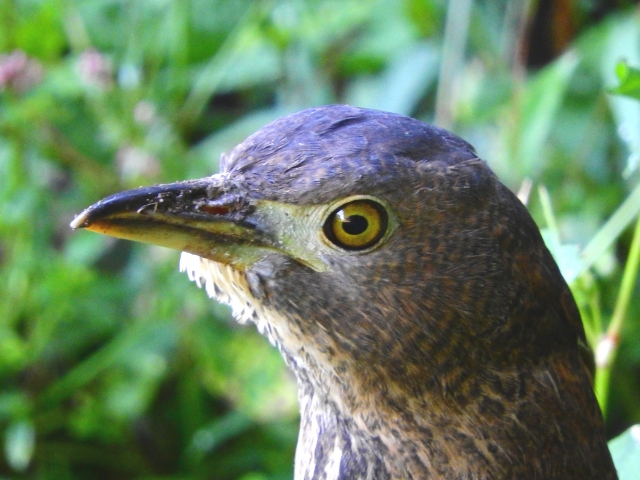ミゾゴイの生態と習性 鳴き声はどんな声をしているの 世界の鳥の生態図鑑