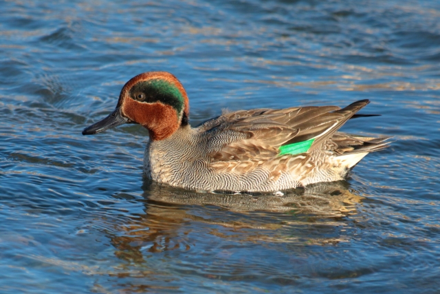 コガモの生態 オスの特徴や餌など8つのポイント 世界の鳥の生態図鑑