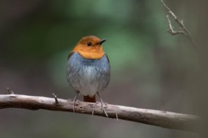 コマドリ 野鳥 の生態 卵の特徴や生息地等11つのポイント 世界の鳥の生態図鑑