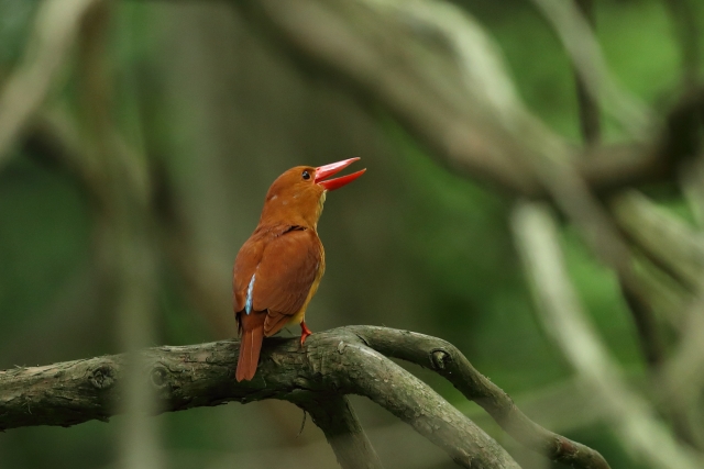 アカショウビンの生態 鳴き声や巣の特徴等9つのポイント 世界の鳥の生態図鑑