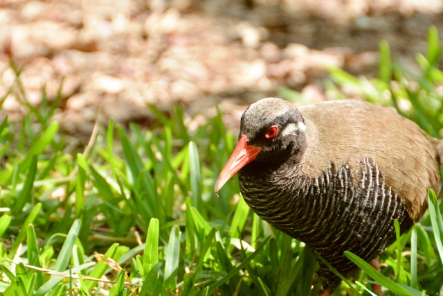 ヤンバルクイナの生態 鳴き声や飛べない理由等11つのポイント 世界の鳥の生態図鑑