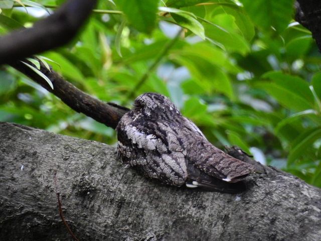 ヨタカ 夜鷹 の生態 鳴き声や生息地等9つのポイント 世界の鳥の生態図鑑