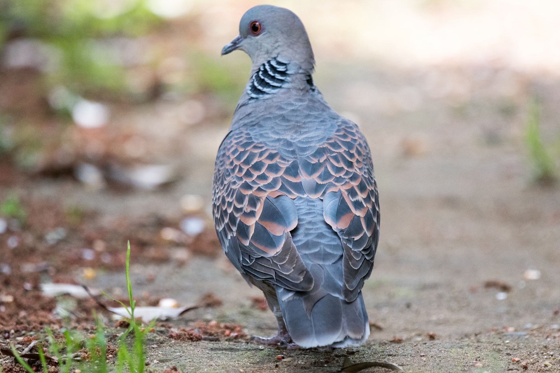 キジバトの生態 鳴き声の特徴やスピリチュアルとの関係性等11個のポイント 世界の鳥の生態図鑑