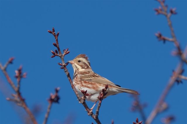 カシラダカ 野鳥 の生態 鳴き声や絶滅危惧種について等6個のポイント 世界の鳥の生態図鑑