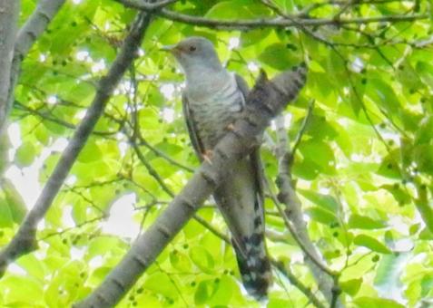 ホトトギス 野鳥 の生態 鳴き声や生息地8等のポイント 世界の鳥の生態図鑑