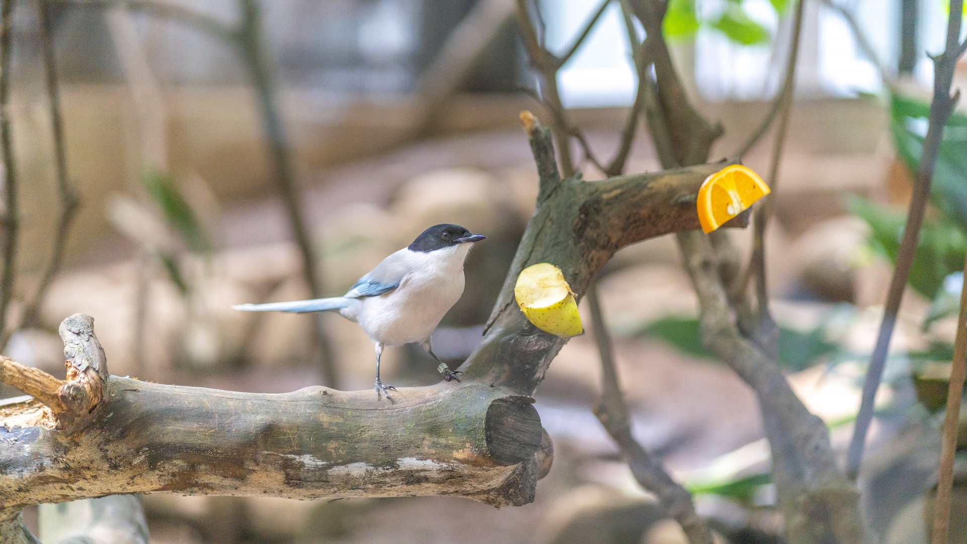 オナガ 野鳥 の生態 鳴き声の特徴や生息地等7個のポイント 世界の鳥の生態図鑑