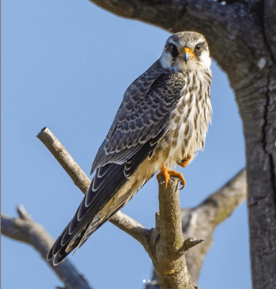 アカアシチョウゲンボウの生態 飼育方法や識別方法等7個のポイント 世界の鳥の生態図鑑