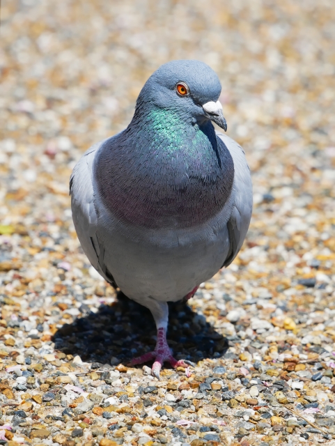 ドバト 土鳩 の生態 雛や鳴き声の特徴等10個のポイント 世界の鳥の生態図鑑