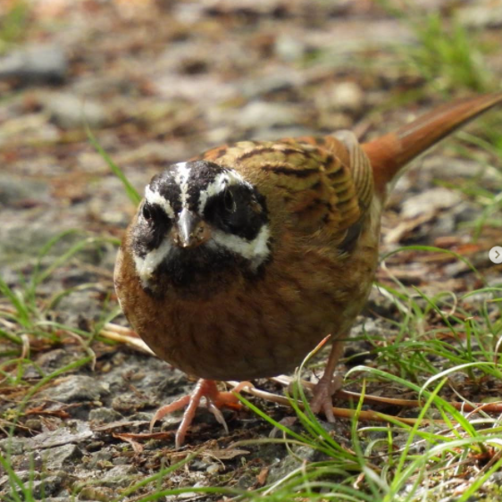 シロハラホオジロの生態 鳴き声やホオジロとの違い等8個のポイント 世界の鳥の生態図鑑