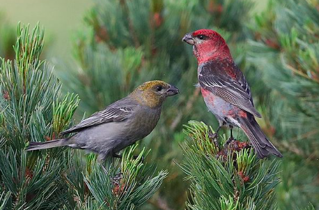 ギンザンマシコの生態 鳴き声やイスカとの違い等8個のポイント 世界の鳥の生態図鑑