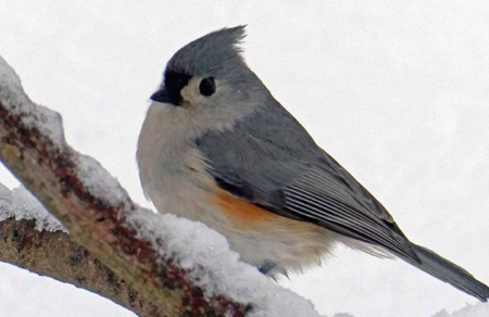 エボシガラ 野鳥 の生態 鳴き声や分布について等7個のポイント 世界の鳥の生態図鑑