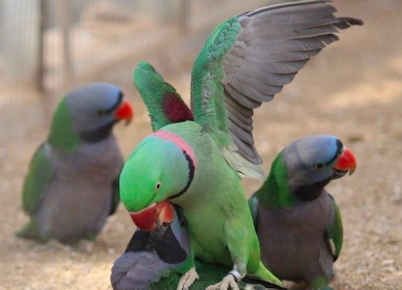 オオホンセイインコの生態 性格や販売価格について等8個のポイント 世界の鳥の生態図鑑