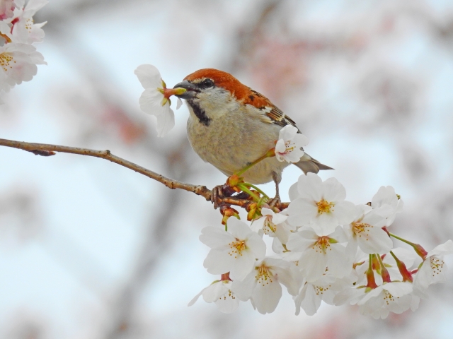 ニュウナイスズメ 入内雀 の生態 鳴き声やスズメとの違い等7個のポイント 世界の鳥の生態図鑑