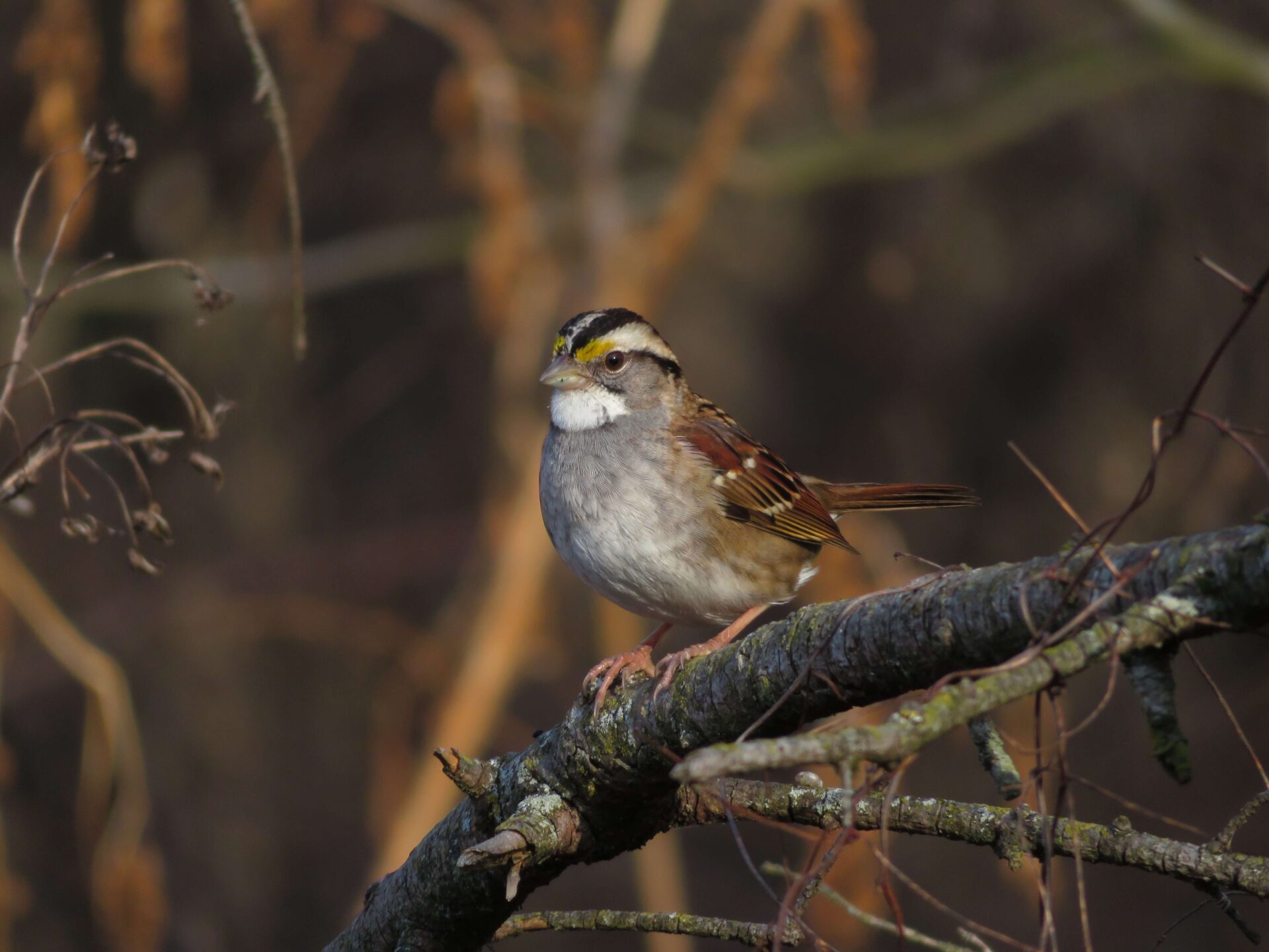 キマユホオジロの生態 生息地や鳴き声の特徴等7個のポイント 世界の鳥の生態図鑑