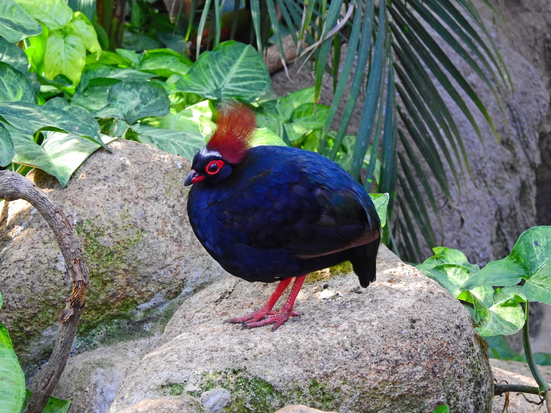 カンムリシャコの生態 鳴き声の特徴や販売価格について等8個のポイント 世界の鳥の生態図鑑