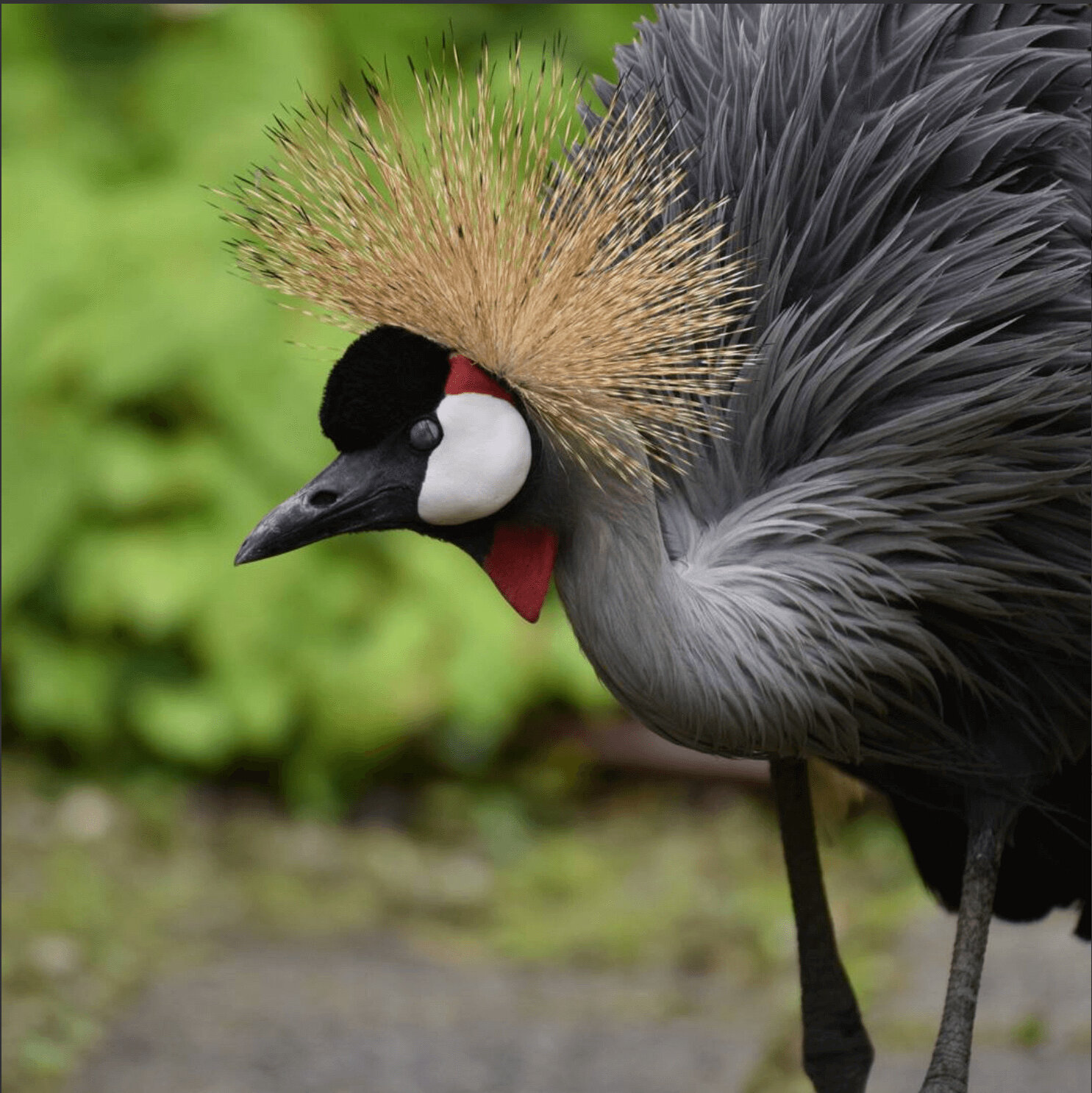 カンムリヅルの生態 オスメスの違いや鳴き声の特徴について等9個のポイント 世界の鳥の生態図鑑