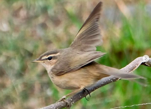 ムジセッカ 野鳥 の生態 鳴き声やウグイスとの識別方法等8個のポイント 世界の鳥の生態図鑑