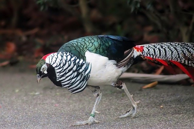 銀鶏 ギンケイ の生態 飼育方法や最大の大きさについて等8個のポイント 世界の鳥の生態図鑑