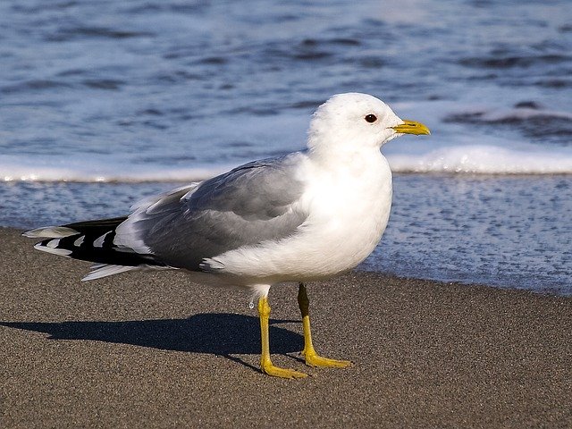 カモメ 野鳥 の生態 鳴き声や雛の特徴について等9個のポイント 世界の鳥の生態図鑑