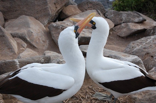 アオツラカツオドリの生態 生息地や鳴き声の特徴等7個のポイント 世界の鳥の生態図鑑