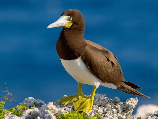 カツオドリ ガネット の生態 生息地や失明後の生活について等9個のポイント 世界の鳥の生態図鑑