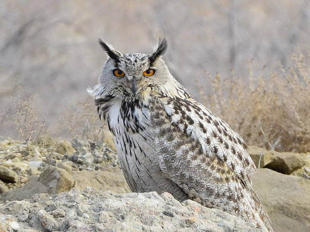 シベリアワシミミズクの生態 生息地や販売価格について等9個のポイント 世界の鳥の生態図鑑