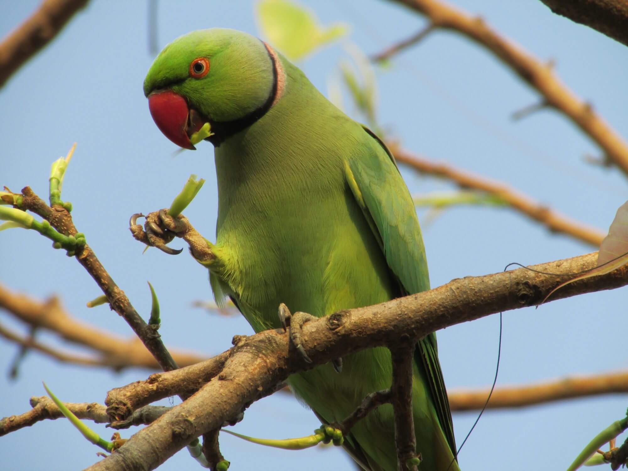 ワカケホンセイインコの生態 鳴き声や寿命について等11個のポイント 世界の鳥の生態図鑑