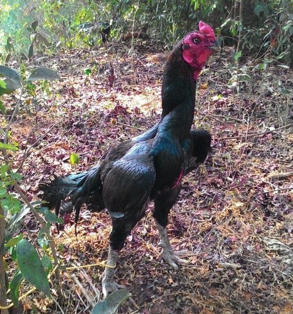 軍鶏 シャモ の生態 飼育方法やオスメスの違いについて等8個のポイント 世界の鳥の生態図鑑 軍鶏 シャモ の生態 飼育方法やオスメスの違いについて等8個のポイント 世界の鳥の生態図鑑