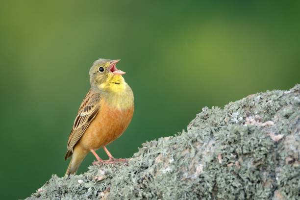 黄色い鳥 | 世界の鳥の生態図鑑