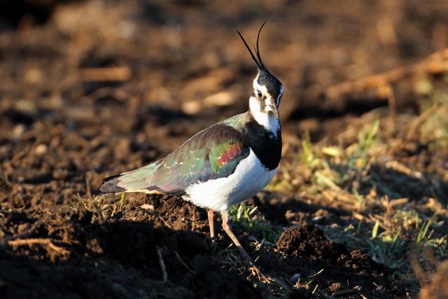 タゲリ(野鳥)の生態！】鳴き声やメスの特徴について等8個のポイント！ | 世界の鳥の生態図鑑