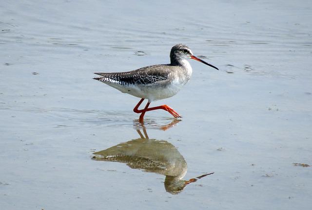 ツルシギ 野鳥 の生態 鳴き声やアカアシシギとの違いについて等8個のポイント 世界の鳥の生態図鑑