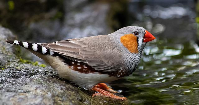 キンカチョウの生態 寿命や鳴き声の特徴について等10個のポイント 世界の鳥の生態図鑑